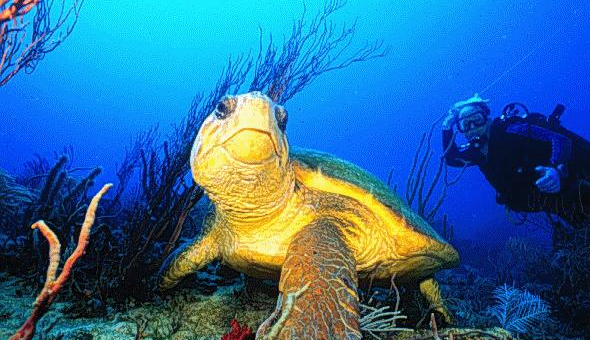 sea turtle fort lauderdale